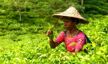 টানা খরার পর স্বস্তির বৃষ্টিতে প্রাণ ফিরে পেয়েছে চা-বাগান গুলো