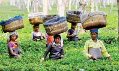 সিলেটের চা বাগানের নারীরা এখনো জানেন না স্যানিটারি ন্যাপকিন কী