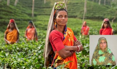 চায়ের পাতার আড়ালে লুকিয়ে আছে এক সফল মায়ের আহাজারি