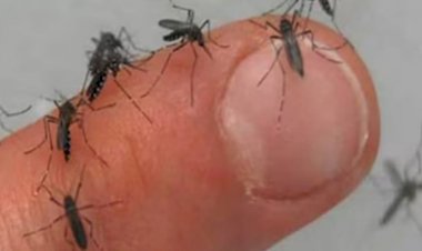 সিলেটে বাড়ছে মশার উৎপাত, ডেঙ্গু-চিকুনগুনিয়ায় উদ্বেগ