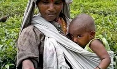 শিশুর পেটে শিশু:চা বাগানে বাল্যগর্ভধারণের বাস্তবতা