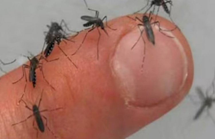 সিলেটে বাড়ছে মশার উৎপাত, ডেঙ্গু-চিকুনগুনিয়ায় উদ্বেগ