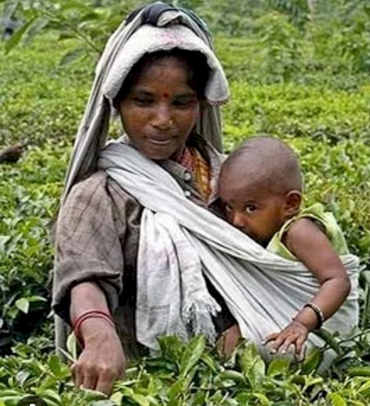 শিশুর পেটে শিশু:চা বাগানে বাল্যগর্ভধারণের বাস্তবতা